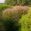 Miscanthus